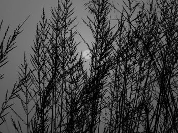 Low angle view of bare trees against sky