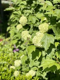 Close-up of flowering plant growing on field