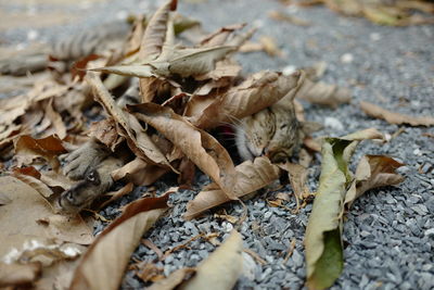 Close-up of dried leaves on ground