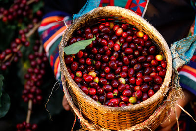 Close up and selective focus raw cherry coffee beans in basket on holding hand karen farmer female 