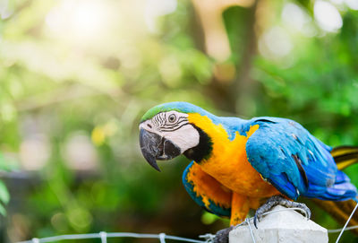 Blue-and-yellow macaw or ara ararauna macaw parrot on nature background, pet animal concept