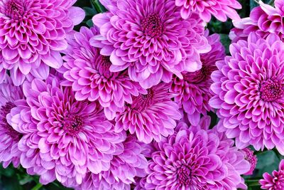 High angle view of pink flowering plants