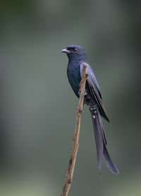 Image of greater racquet-tailed drongo perched on a branch on nature background. bird. animals.