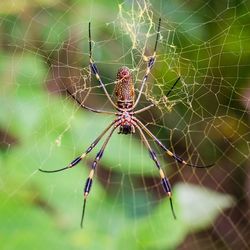 Close-up of spider web