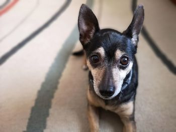 High angle portrait of dog on floor