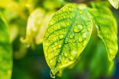 Close-up of wet plant leaves