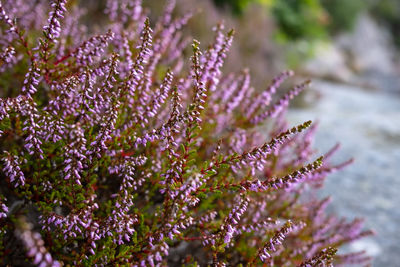 Close-up of purple flowering plant