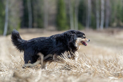 View of dog running on dry grass