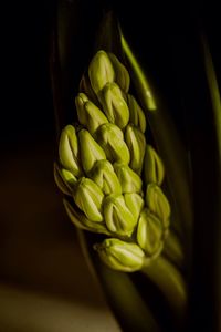 High angle view of green beans against black background