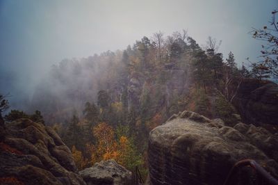 Scenic view of forest against sky