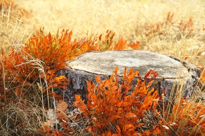 Close-up of orange plant on field