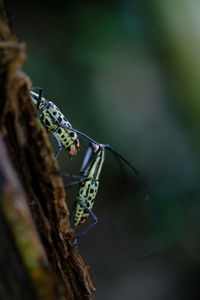 Close-up of insect