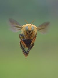 Close-up of insect