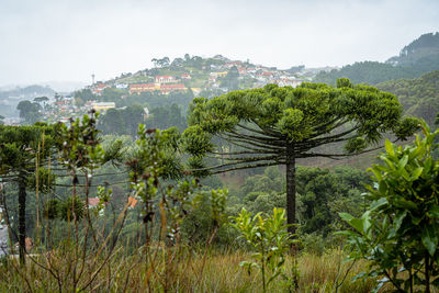 Plants growing on land against sky