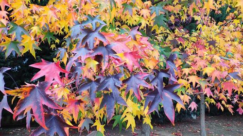 Close-up of autumn leaves