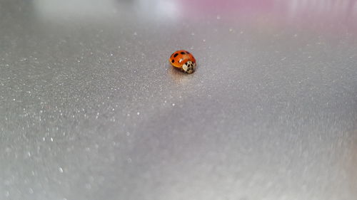 Close-up of ladybug