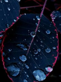 Close-up of raindrops on leaf