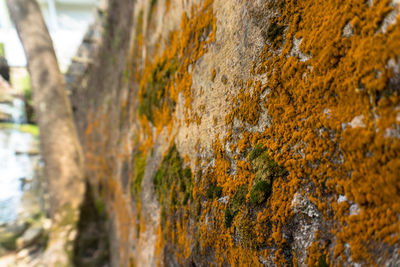 Close-up of lichen on tree