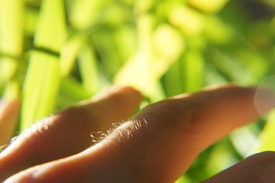 Close-up of hand holding leaf