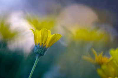 Close-up of yellow flowering plant on field