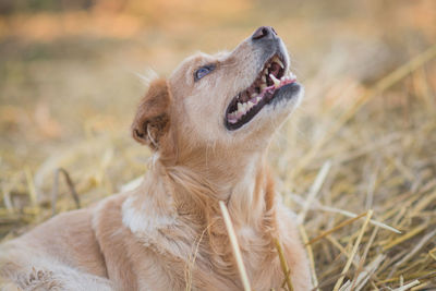 Close-up of animal on field