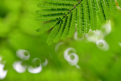 Close-up of fern leaves