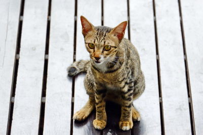 Portrait of tabby cat sitting on wood