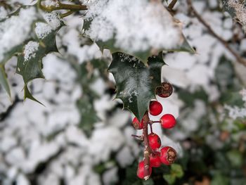 Close-up of red berries on tree