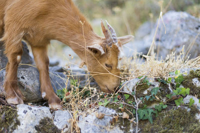 Deer in a field