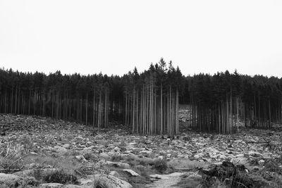 Trees on field against clear sky