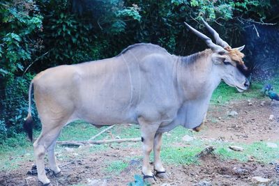 Horse standing in a field