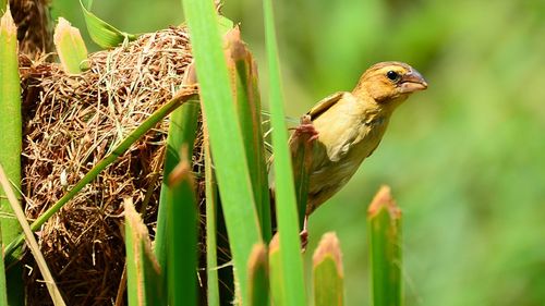 Close-up of butterfly on plant