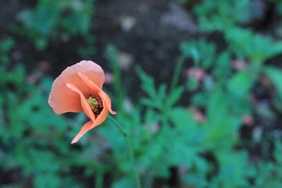 Close-up of orange flower blooming in park