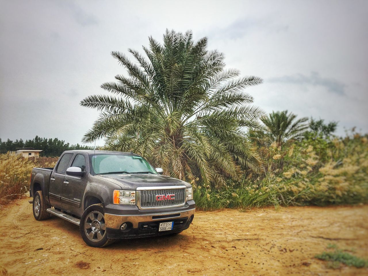 CAR ON PALM TREE