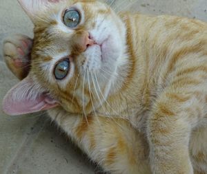 High angle view of cat lying down