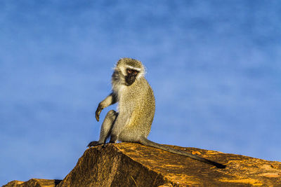 Low angle view of monkey sitting on rock