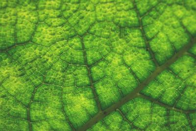 Macro shot of leaf