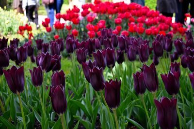 Close-up of tulips blooming on field