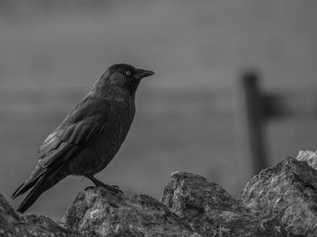 Close-up of bird perching on rock