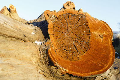 Log on tree stump against sky