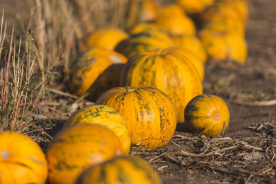 Close-up of yellow pumpkins on field