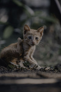 Portrait of cat on field