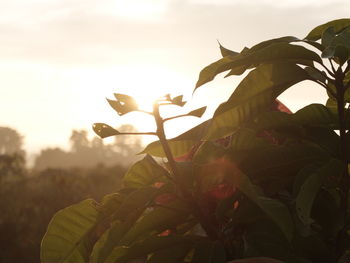 Close-up of plant against sky