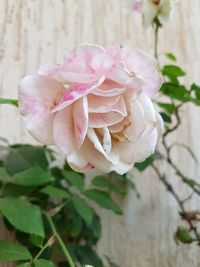 Close-up of pink rose flower