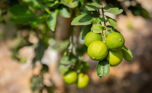 Close-up of fruits growing on tree