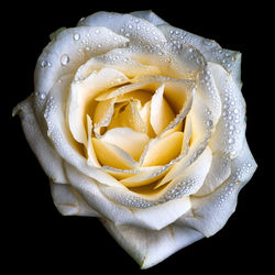 Close-up of white rose against black background