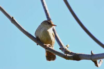 Low angle view of bird on branch against blue sky