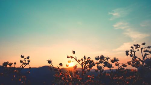 Silhouette of plants on field against sky during sunset