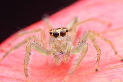 Close-up of spider
