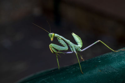 Close-up of insect on leaf